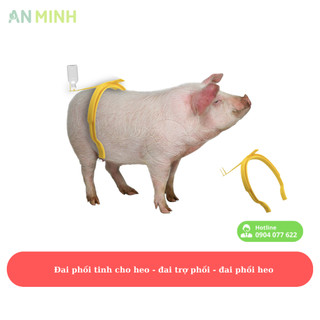 Đai hỗ trợ phối tinh heo,Đai kẹp phối cho lợn