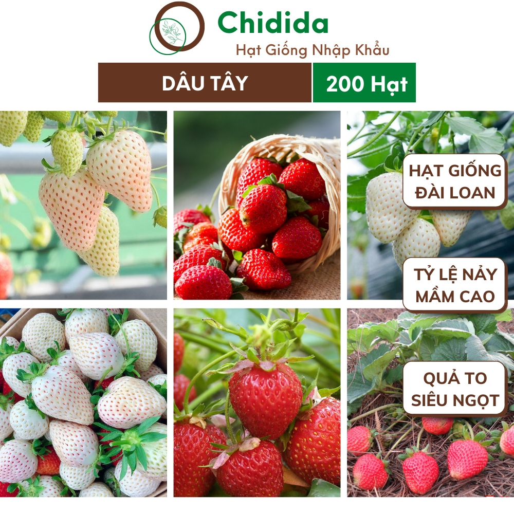 Hạt giống dâu tây Chidida giống dâu tây bạch tuyết Đài Loan trái to gói 200 hạt dễ trồng chịu nhiệt tốt