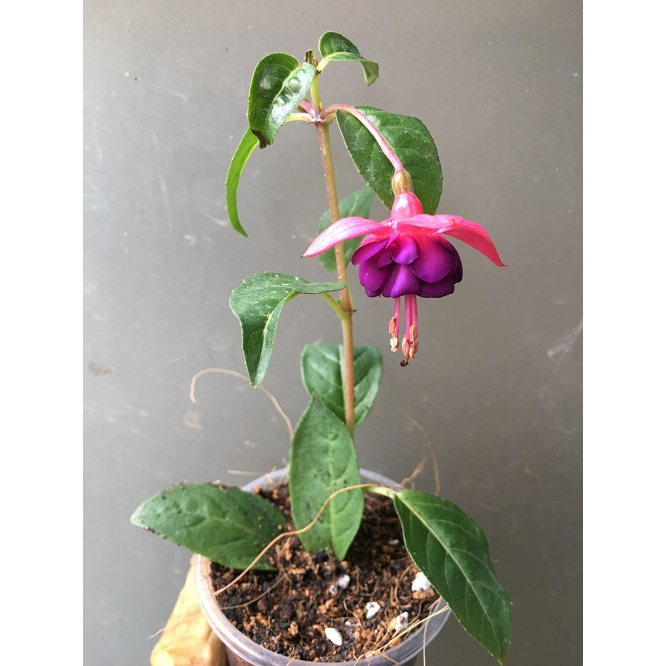 CÂY GIỐNG HOA LỒNG ĐÈN BÚP BÊ CẤY MÔ MÀU HỒNG # MUA 10 CÂY TẶNG 1 CÂY _ KÈM PHÂN BÓN CAO CẤP HỮU CƠ CÁ HỒI