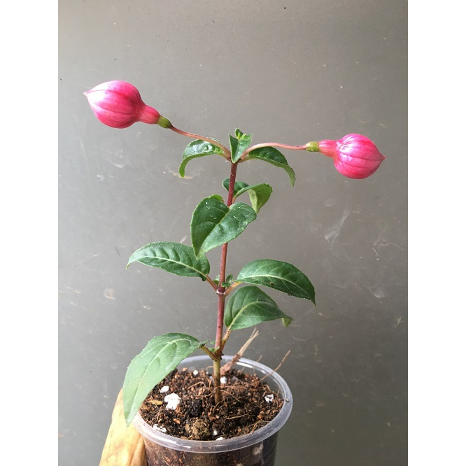 CÂY GIỐNG HOA LỒNG ĐÈN BÚP BÊ CẤY MÔ MÀU HỒNG # MUA 10 CÂY TẶNG 1 CÂY _ KÈM PHÂN BÓN CAO CẤP HỮU CƠ CÁ HỒI