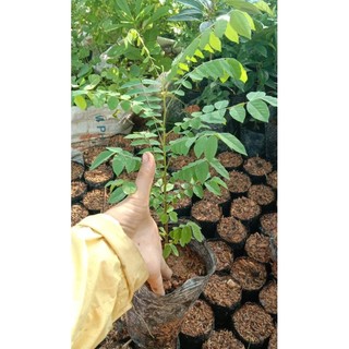 Cây khế chua giống cao trên 1m