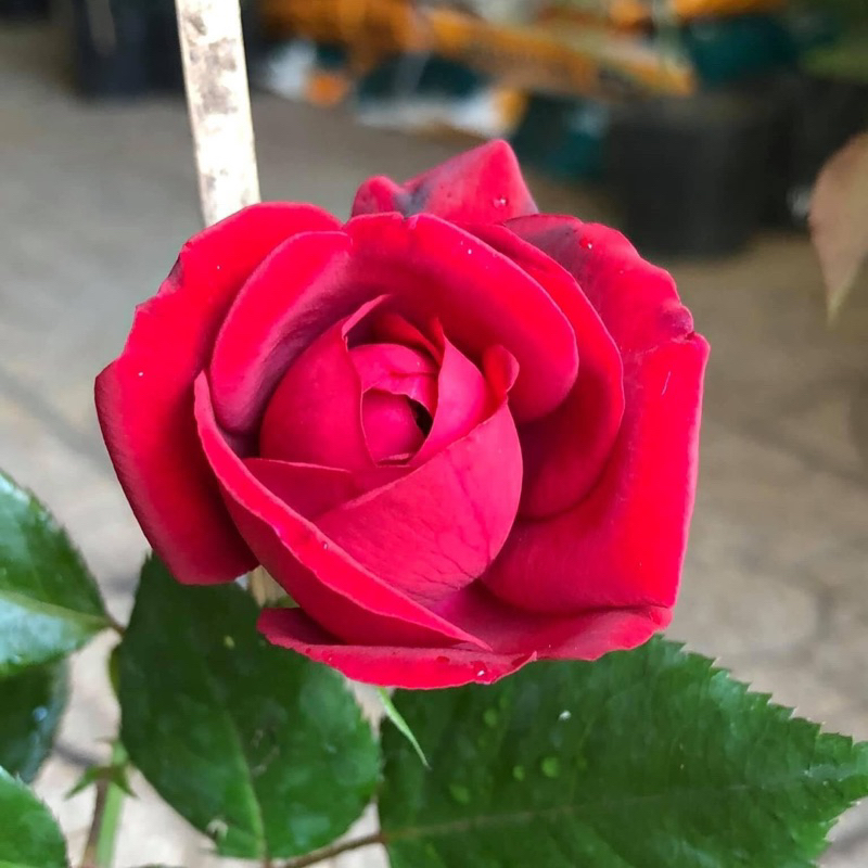 Hoa hồng leo Republic de Montmartre rose - cây khỏe, màu đỏ, hoa thơm