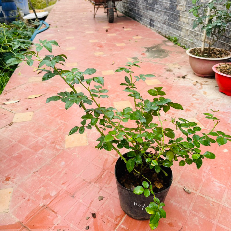Hoa hồng leo Republic de Montmartre rose - cây khỏe, màu đỏ, hoa thơm