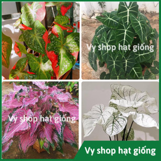 Củ môn cảnh nhiều màu (Caladium) - bảo hành đến khi lên chuẩn màu