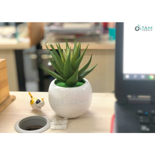 Chậu nha đam giả để bàn TAN
