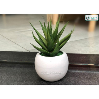 Chậu nha đam giả để bàn TAN