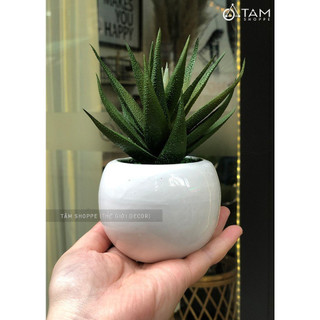Chậu nha đam giả để bàn TAN