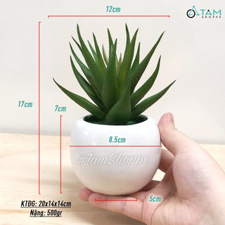 Chậu nha đam giả để bàn