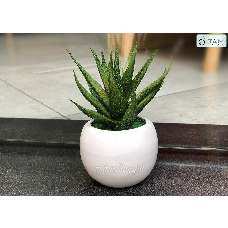 Chậu nha đam giả để bàn