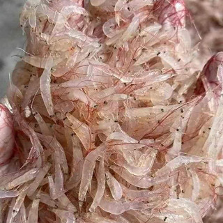Tép moi biển cấp đông hộp 500gr