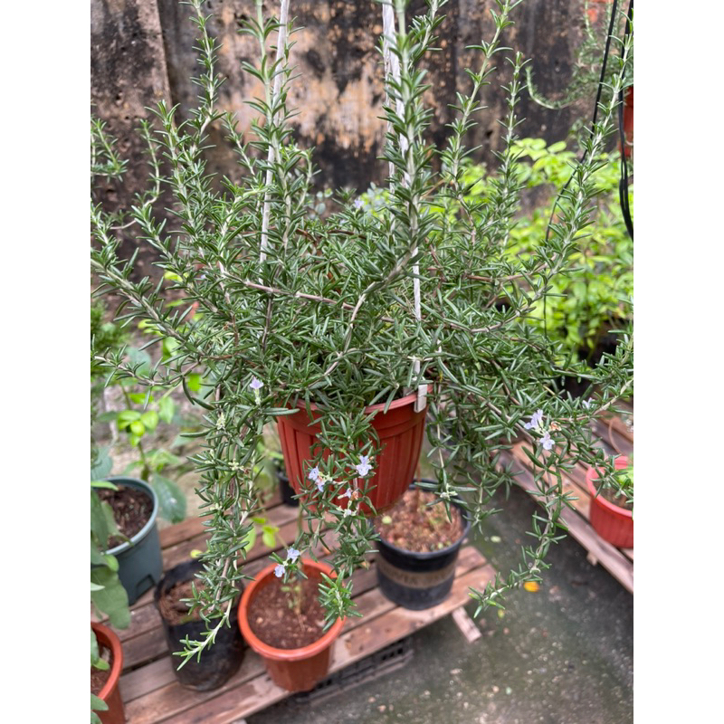 Hương thảo rũ mưa xanh và rũ Hàn