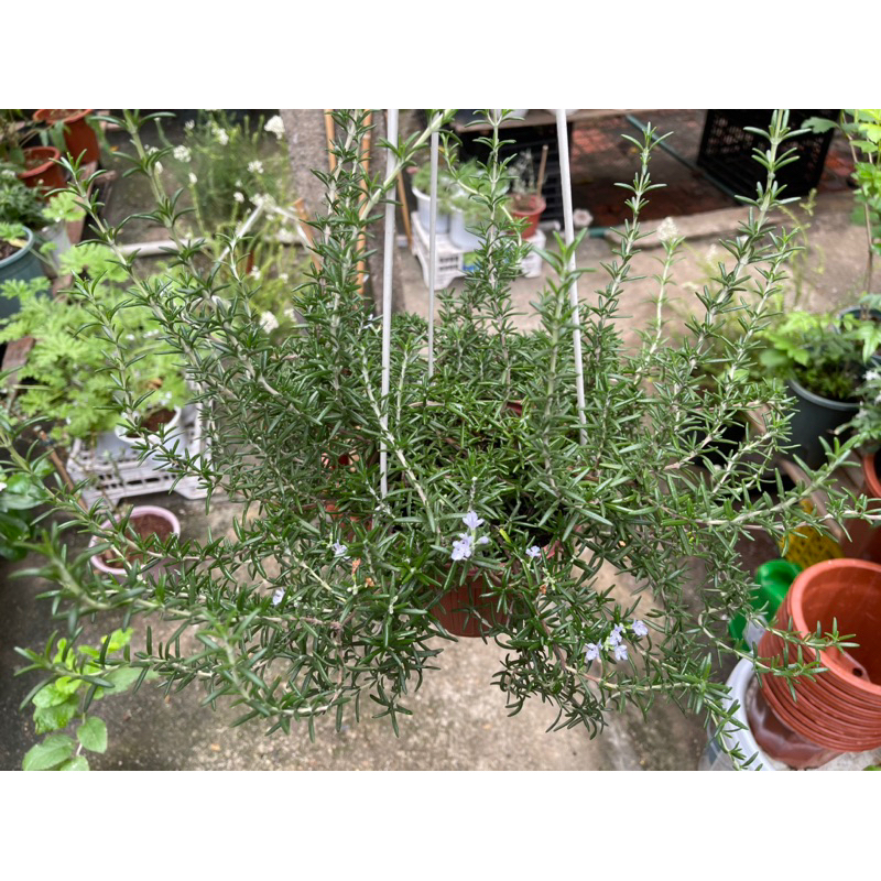 Hương thảo rũ mưa xanh và rũ Hàn