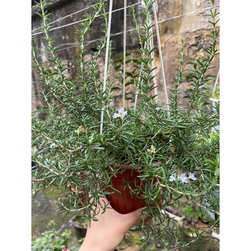 Hương thảo rũ mưa xanh và rũ Hàn