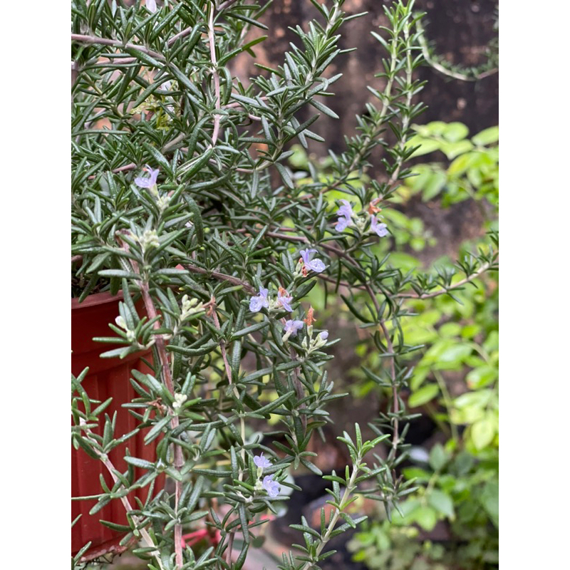 Hương thảo rũ mưa xanh và rũ Hàn