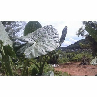 Com bo 20 củ ráy trồng làm cảnh