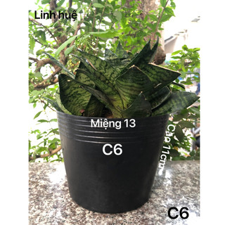{ 50 Cái } Chậu Nhựa Trồng Cây C6 Màu Đen Bóng 13x11