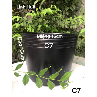 { 50 Cái } Chậu Nhựa Trồng Cây C7 Màu Đen Loại Dày Dặn 15x13