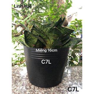 { 50 Cái } Chậu Nhựa Trồng Cây C7L Đen Mềm Dày Dặn 16x14