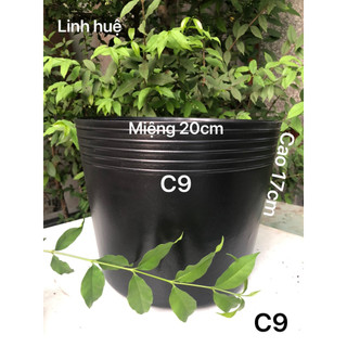 { 50 Cái } Chậu Nhựa Trồng Cây C9 Màu Đen Dày Dặn 20x17