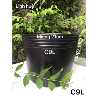 chậu nhựa trồng hoa 20 cái C9L đen mề dày dặn