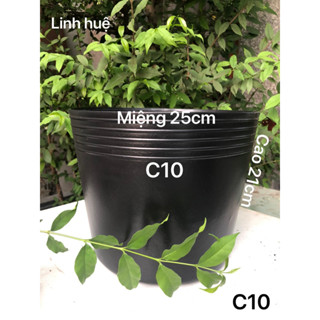 Chậu nhựa trồng cây 20 cái C10 đen bóng mềm