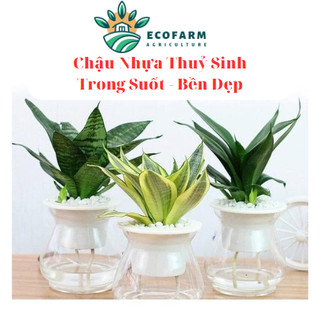 Chậu nhựa trồng cây thủy sinh, thủy canh; bình trồng cây thủy sinh, lọ trồng cây bằng nhựa trong suốt {11x14cm}