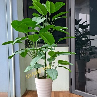 Cây giả cao cấp, cây chuối lá mờ, cây chuối giả