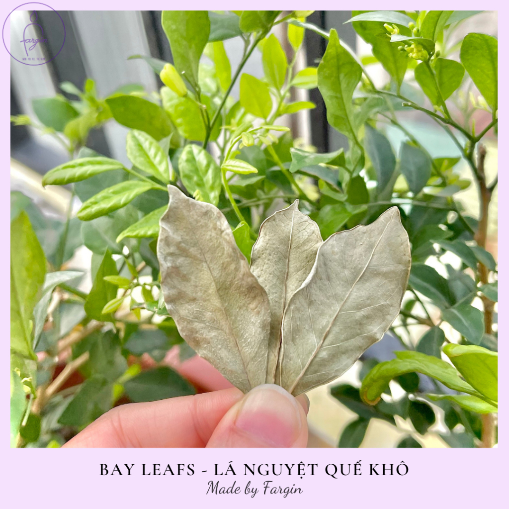 10 lá BAY LEAF/LÁ NGUYỆT QUẾ loại nhỏ để vẽ sigils manifest ước mơ