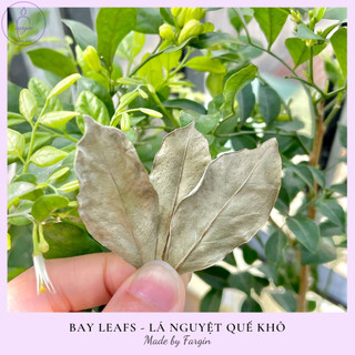 Bay leaf - lá nguyệt quế khô - manifestation - fargin