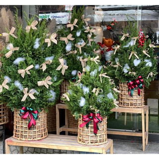 Sọt lục bình se thưa đựng chậu cây thông noel decor, trang trí