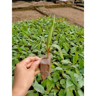 COMBO 3 CÂY CHUỐI ĐỎ DÒNG CẤY MÔ