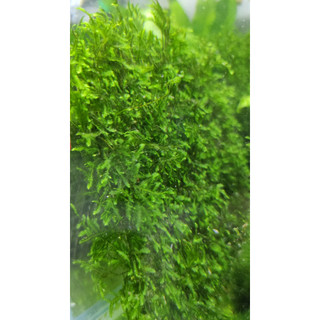 1 VĨ RÊU gắn lũa, bonsai thủy sinh hoặc trải nền hồ bán cạn, tường rêu, terrarium