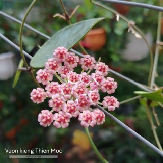 Cẩm cù Hoya Memoria