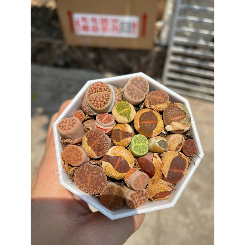 Sen đá thạch lam