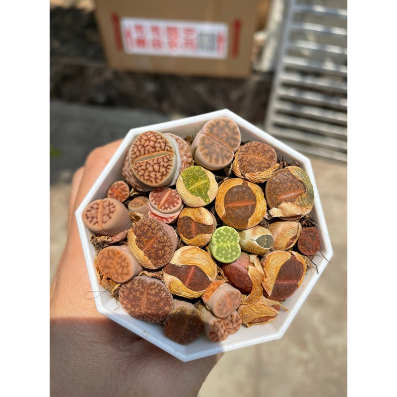 Sen đá thạch lam