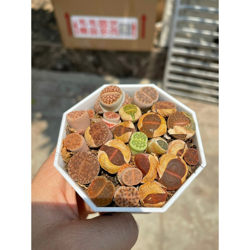 Sen đá thạch lam