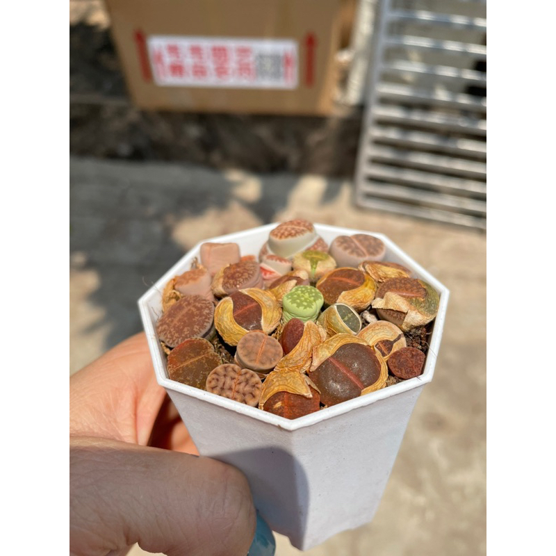 Sen đá thạch lam