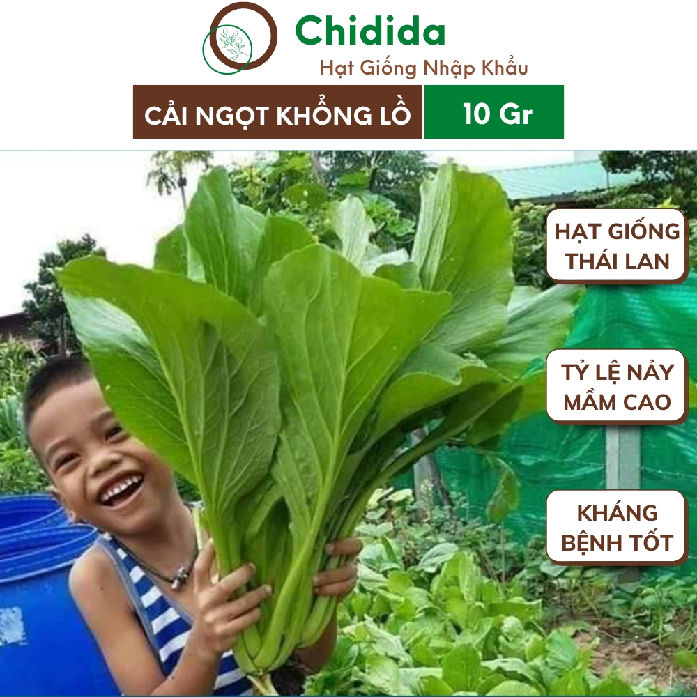 Hạt giống rau cải ngọt Chidida giống cải khổng lồ Thái Lan 10g thích hợp với mọi vùng khí hậu cây to cọng lá dài