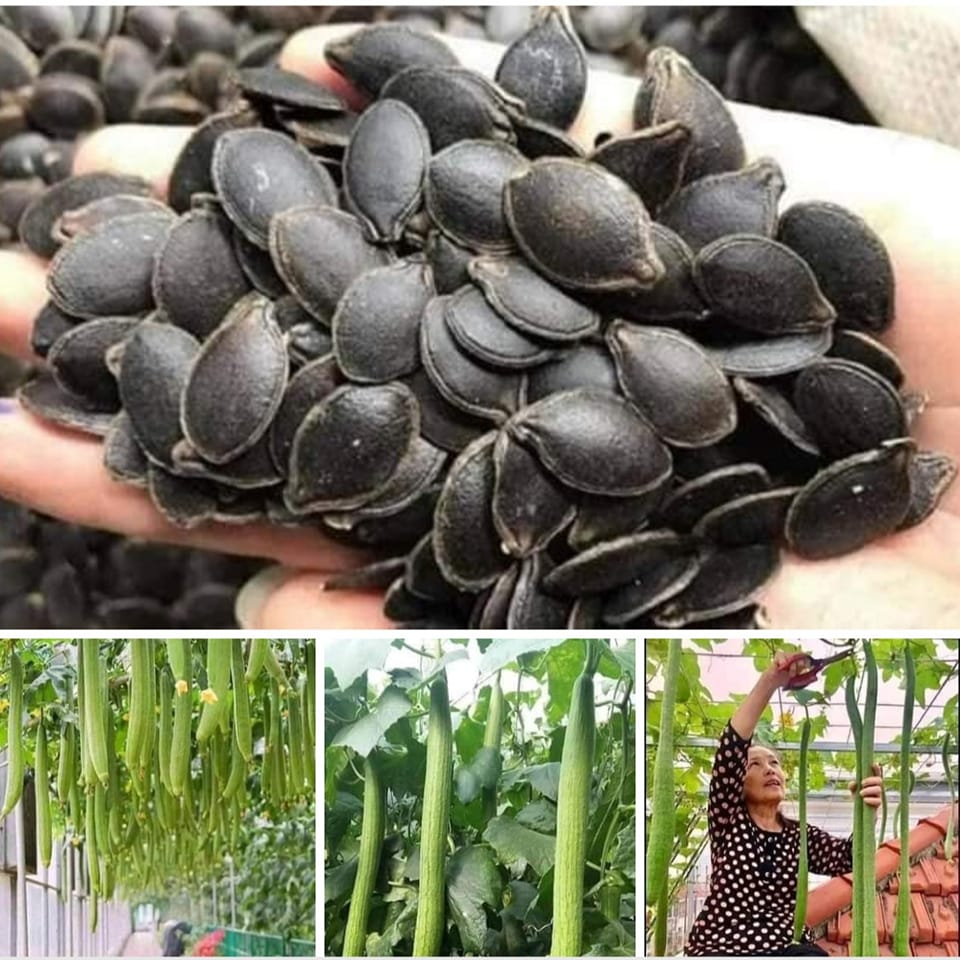 10 HẠT MƯỚP HƯƠNG THÁI LAN DÀI SIÊU QUẢ F1 TRÁI DÀI 2M