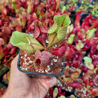 Cây bắt côn trùng, Cây hố bẫy S. purpurea