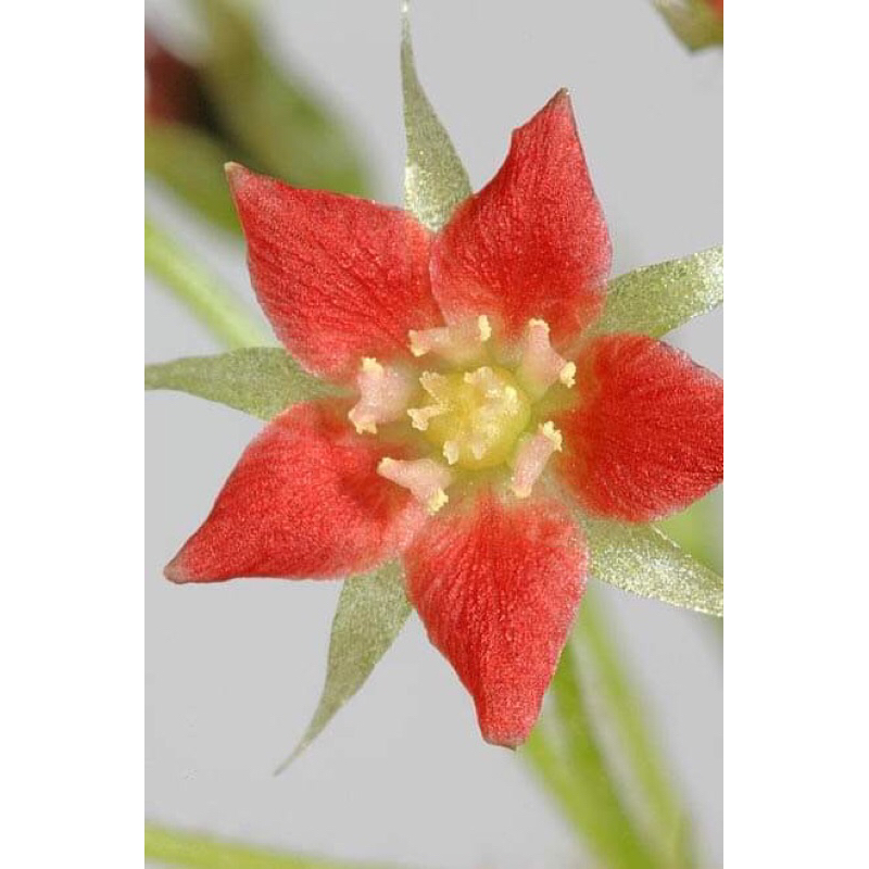Cây bắt mồi gọng vó Drosera Adelae