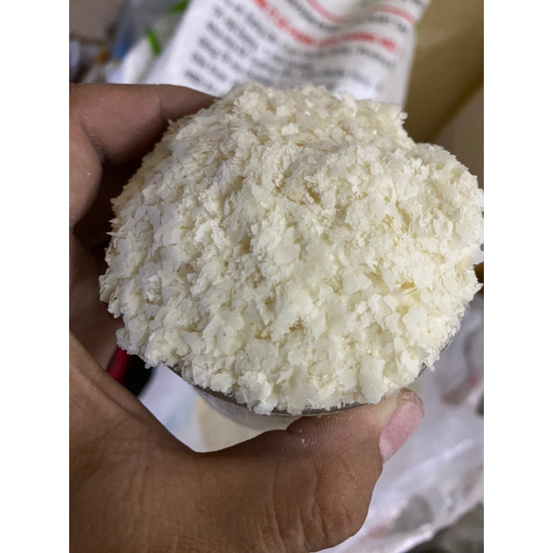 Bông tuyết câu cá