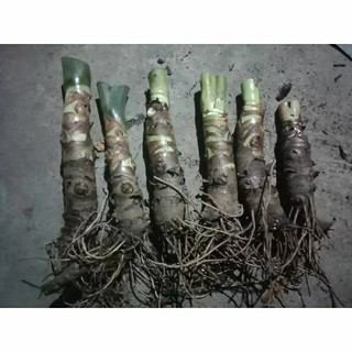 Cơm bo 5 củ ráy voi cao trên 50 cm
