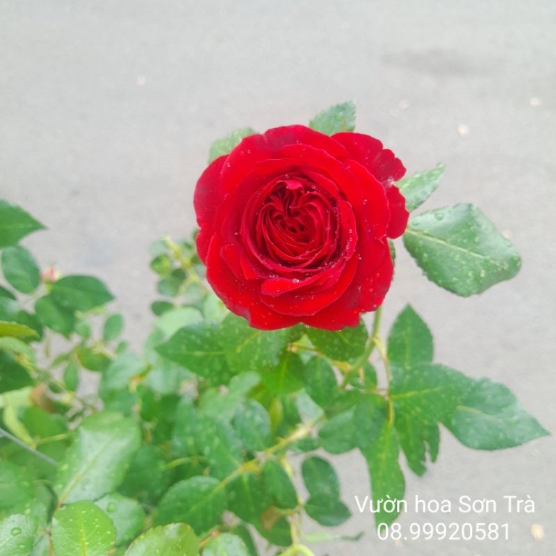 (VHST - GIAO TP.HCM 1-5H) HỒNG LEO hoa đỏ, thơm, đang hoa.