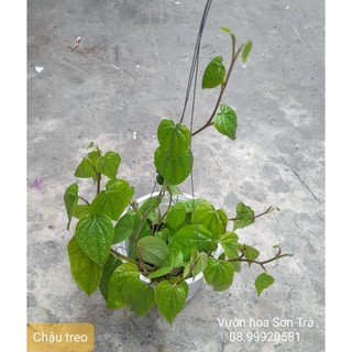 (vhst giao tp.hcm trong ngày) cây trầu xanh (trầu không, trầu ăn lá).