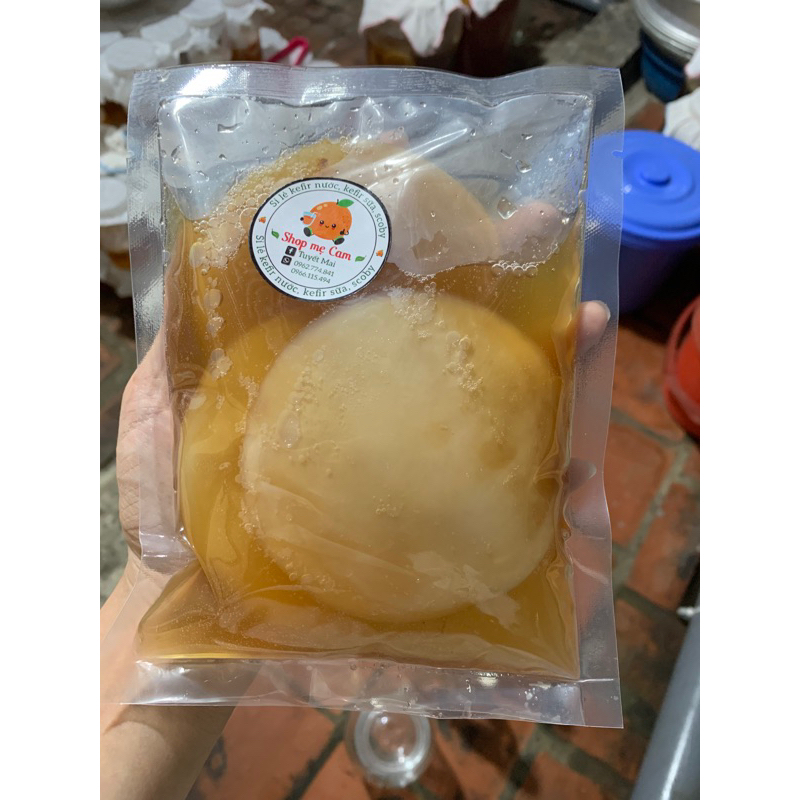 Scoby + nước mồi 50k 3 bé siêu rẻ
