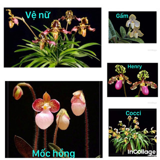 Lan hài vệ nữ, cocci, henry, gấm, mốc hồng