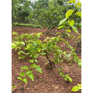 Cây giống hoa giấy 2 màu trắng hồng