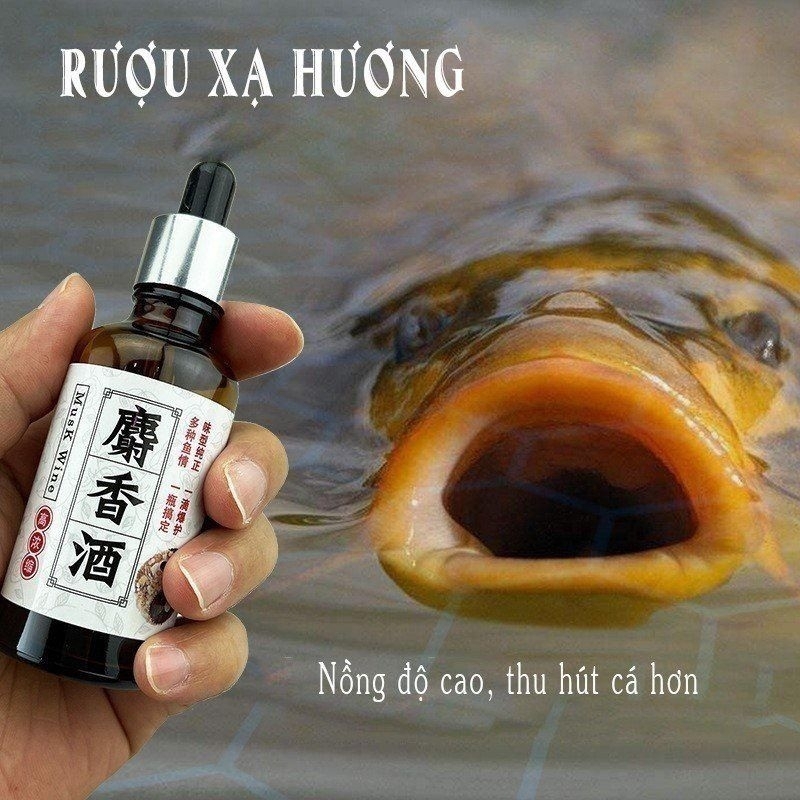 Rượu Xạ Hương Chép Vương,Thu Hút Cá Tốt