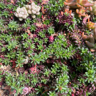 30 đọt sen đá sedum nếp cẩm/10h ấn độ nhiều size